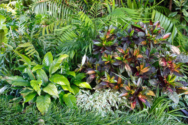 花绿色植物背景（各种植物的多种绿色色调）各种各样叶菜