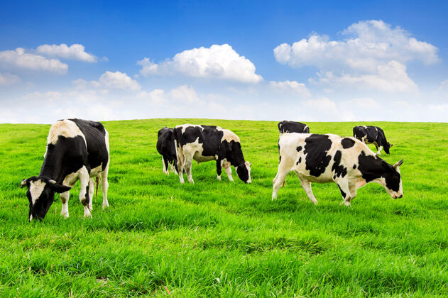 牧场绿野蓝天上的奶牛牧场牛动物