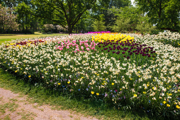 荷兰郁金香领域在基恩霍夫花园 利斯 荷兰公园花卉季节