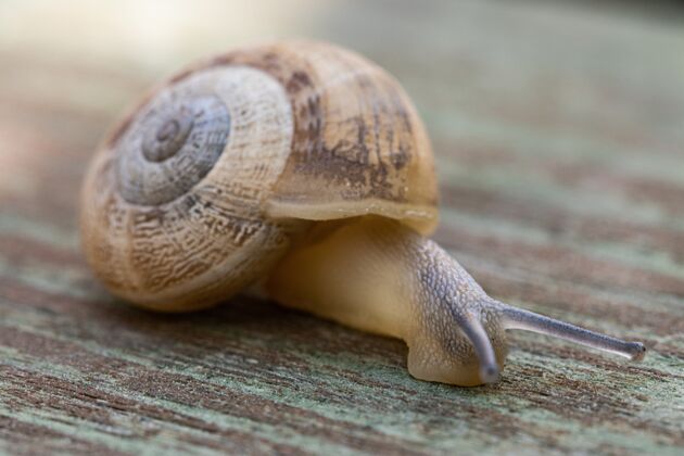 可爱一只蜗牛在木制人行道上爬行的柔和焦点地面生物粘液