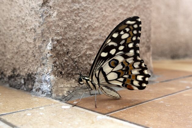 苍蝇棕色地面上一只彩色蝴蝶的选择性聚焦镜头黄色绿色动物