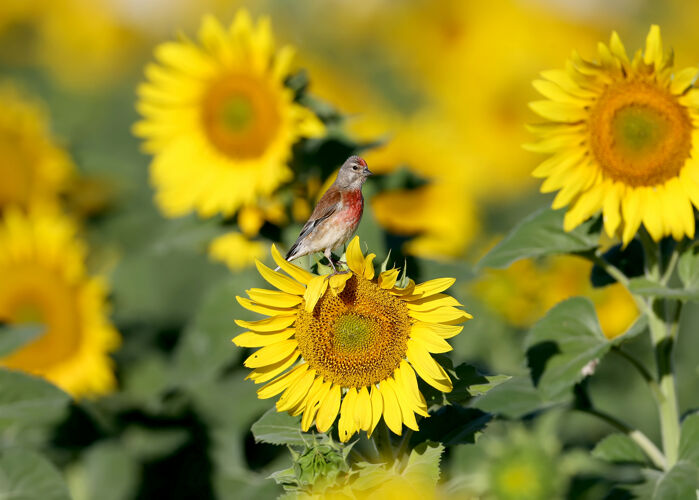美丽一只普通的红雀坐在开花的向日葵头上野生雄性普通