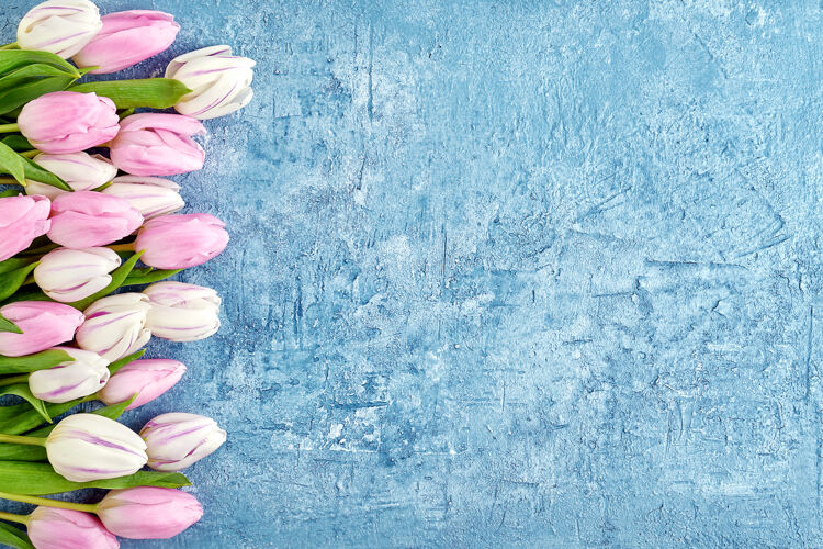 春天白色和粉色的郁金香在蓝色的背景上镶边复制空间 俯视图生日 母亲节开花花瓣花