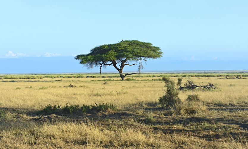 肯尼亚肯尼亚安博塞利国家公园的树木肯尼亚肯尼亚野生花卉自然