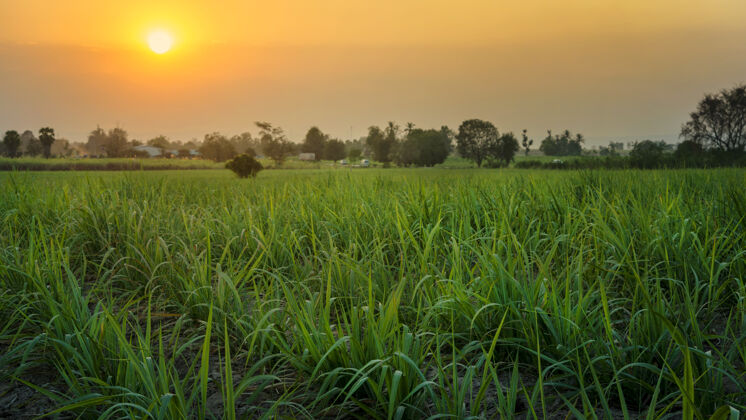 自然甘蔗地上的日落粮食季节食物