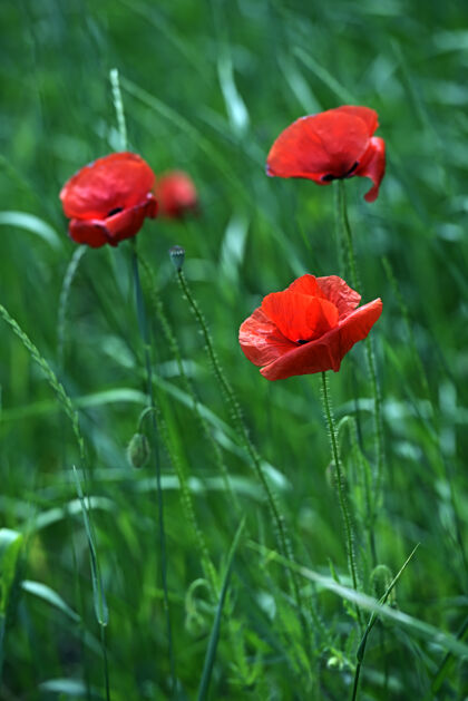 大自然春天有美丽的鲜红色罂粟花的草地植物学香气夏天