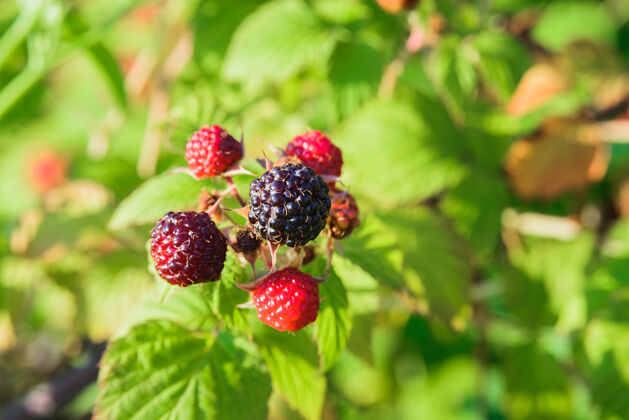 新鲜黑色覆盆子或黑莓的分枝 绿色灌木叶上有未成熟的红色和成熟的黑色浆果覆盆子生的甜点