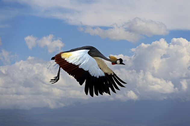 自然加冕鹤非洲大草原夏季高草栖息地野生动物美丽的鸟