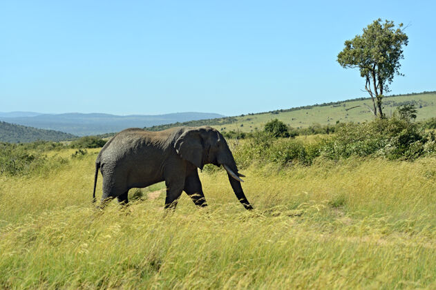 野生动物非洲象的自然栖息地肯尼亚非洲野生动物自然非洲大草原