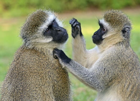猴子南非的一个自然保护区里有一只长尾猴猴宝宝哺乳动物胆小