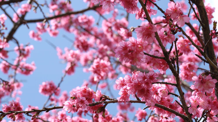 花园樱花在春天的蓝天上绽放公园亚洲樱花