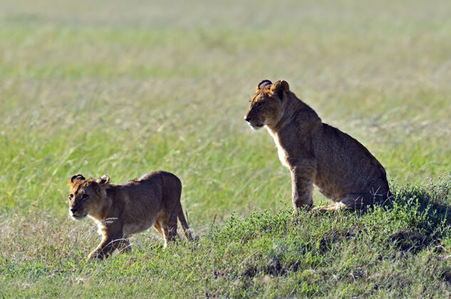 照片狩猎狮子带着她的五只幼崽穿过肯尼亚的马赛马拉食肉动物草快