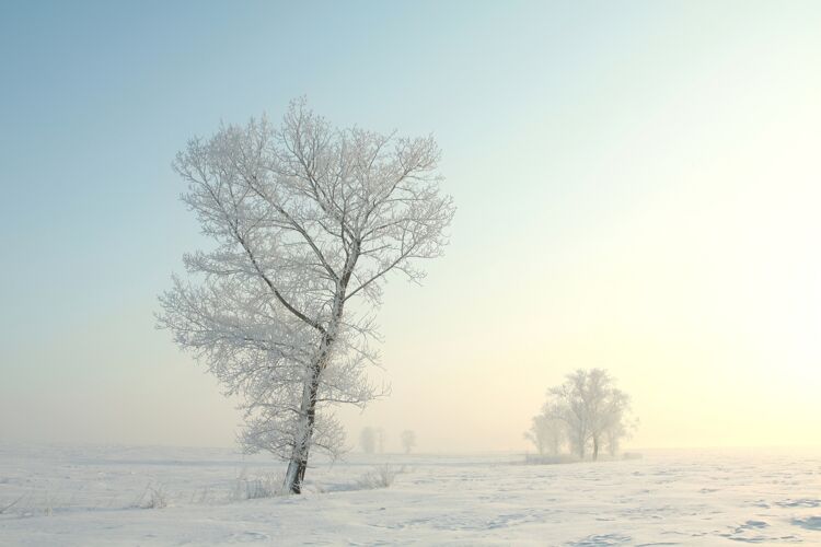 无云寒冷的冬日树木映衬着黎明的蓝天黎明田野冰冻