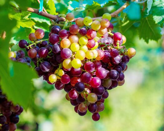 秋天黑欧泊葡萄它是一种无籽葡萄 有着特殊的风味 很受欢迎葡萄酒葡萄食物