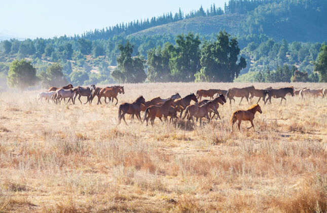草地马群在南美智利的牧场上奔跑宠物哺乳动物速度