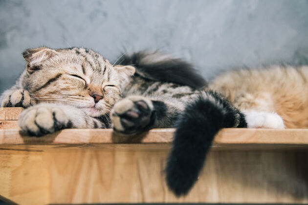 猫可爱的苏格兰折叠睡在混凝土墙附近的木条和闭上眼睛猫关心灰色