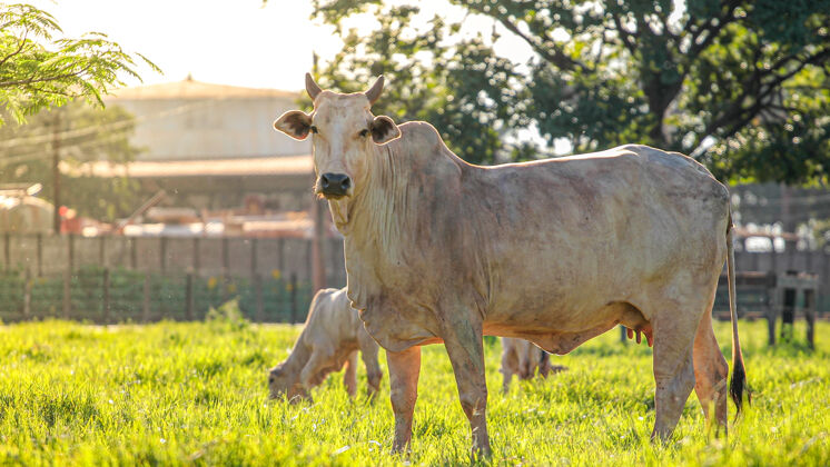 自然田野里的肉牛和绿色的牧场牛牛牧场