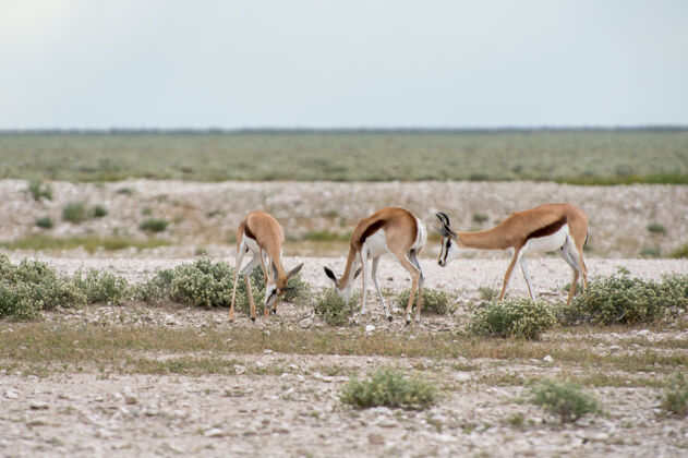 公园纳米比亚埃托沙国家公园里的跳羚动物国家动物群