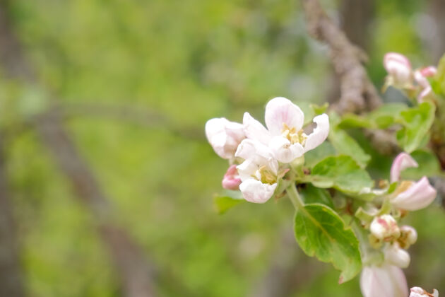 天空苹果树上盛开的树枝梅怀特夕阳下盛开的苹果树春天的季节 春天的颜色苹果树明亮地球日