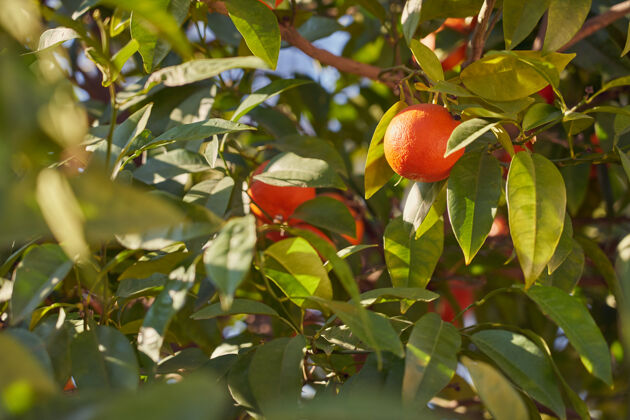 户外在阳光下生长在树上的成熟多汁的橙子维生素果汁亚利桑那州