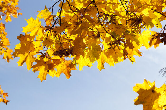 秋天秋天 黄色的枫叶落在树上公园植物植物