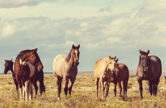 牧场马群在南美智利的牧场上奔跑马动物运动