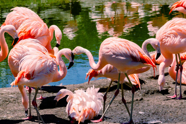 鸟类学一群智利火烈鸟 Phoenicopteruschilensis 在一个池塘里为这些鸟在一个财产或海洋动物中心鸟类火烈鸟南美