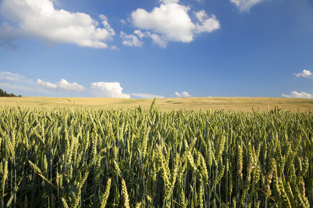 农业生长着不成熟的小谷类 小麦的农田农业玉米季节