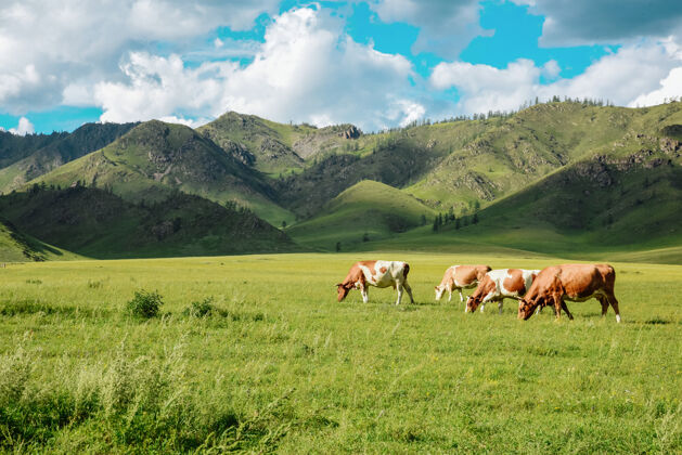 环境牛在山上牧场放牧的全景 美丽的牧场景观荷兰放牧牲畜