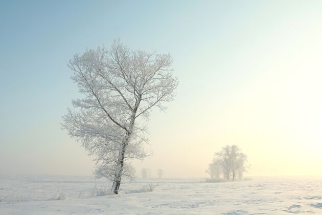 无云寒冷的冬日树木映衬着黎明的蓝天黎明田野冰冻