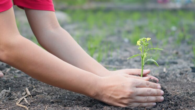 幼年在花园的土壤里亲手种植一棵树植物器官肮脏