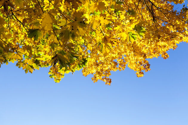 生机勃勃秋天 黄色的枫叶落在树上植物区域无限