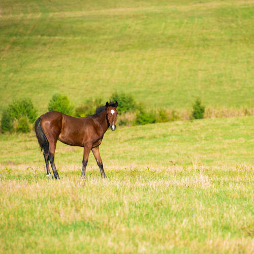 动物黑马在绿草丛生的草地上马景观鬃毛
