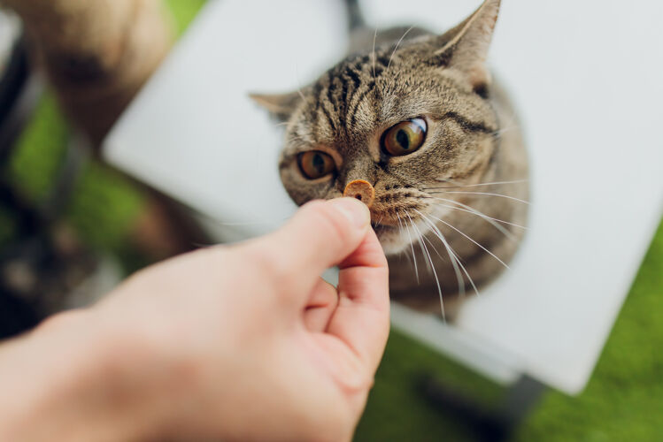 肖像家庭生活小宠物男人给他的猫肉零食年轻动物休闲