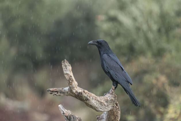 羽毛乌鸦栖息在树枝上哥特野生动物鸟类学