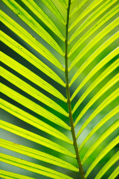 射线棕榈树叶在阳光下特写气候条纹生机勃勃