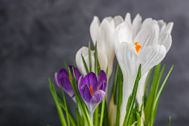 花盆白色和紫色番红花植物花装饰