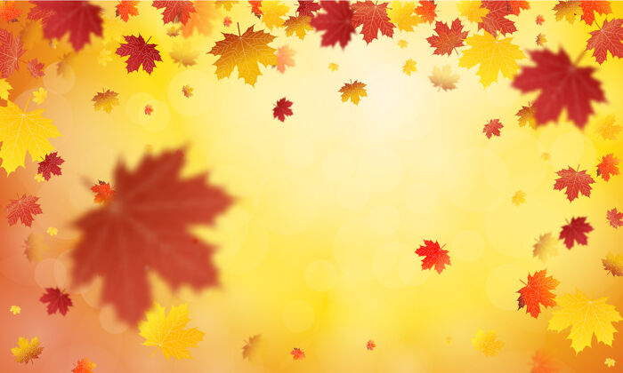 季节秋天的落叶背景枫树叶花