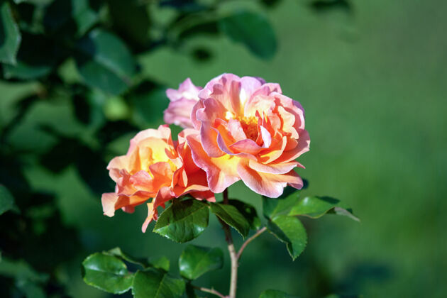 植物阿拉伯玫瑰-橙色到明亮的桃子大花与强烈的水果香味秋天深绿色品种