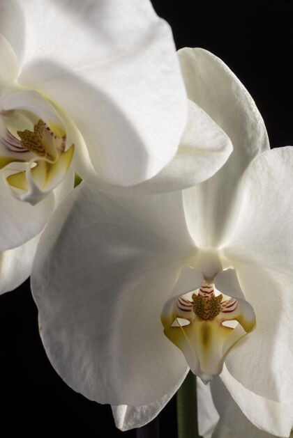 植物学美丽的白色兰花花卉自然花卉