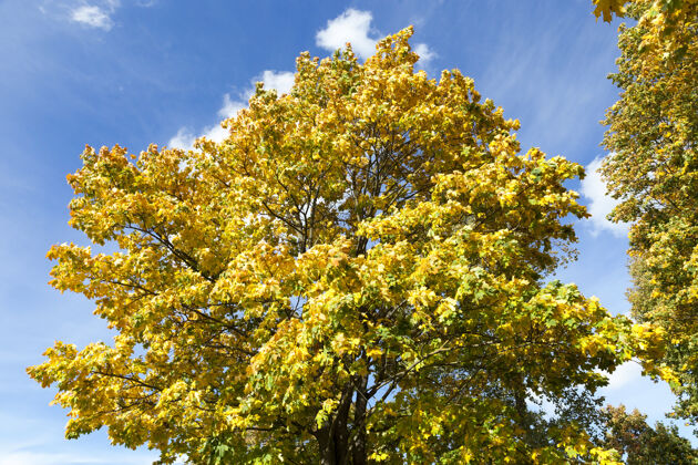公园秋天发黄的枫树树干 城市公园里的特写镜头多叶秋天树叶