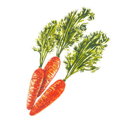 彩色水彩胡萝卜.手在白色上画水彩插图背景.复活节收藏花园物品色彩