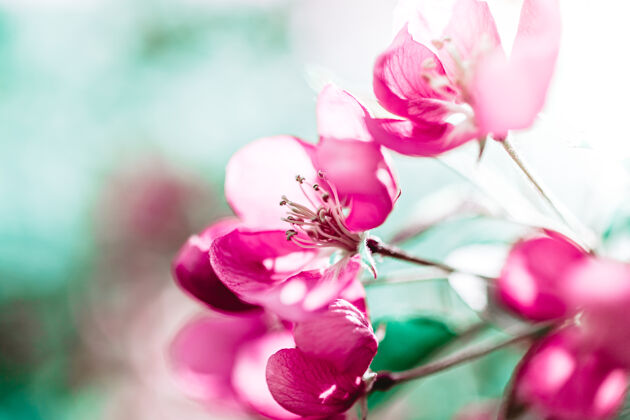 新鲜春天的背景是盛开的粉红色苹果树花漂亮阳光下的自然景色户外明亮公园