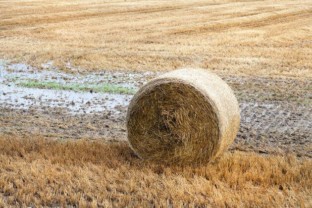 夏天躺在泥土和湿土上的一叠麦秸收割完谷类后 秋天自然 特写小麦谎言农业