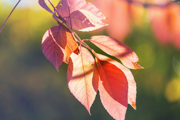 泡泡秋天五彩缤纷的黄叶季节结束-上篮树农业红色