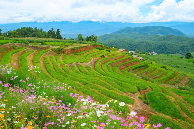 农业泰国清迈北部的巴邦片梯田田野收获自然