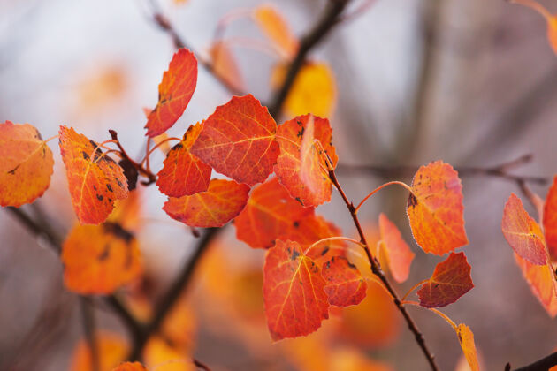 泡泡秋天五彩缤纷的黄叶季节结束-上篮红色美丽的自然橙色