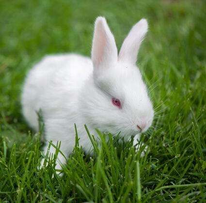 蓬松小白兔在春天绿草的背景下啮齿动物农场有趣