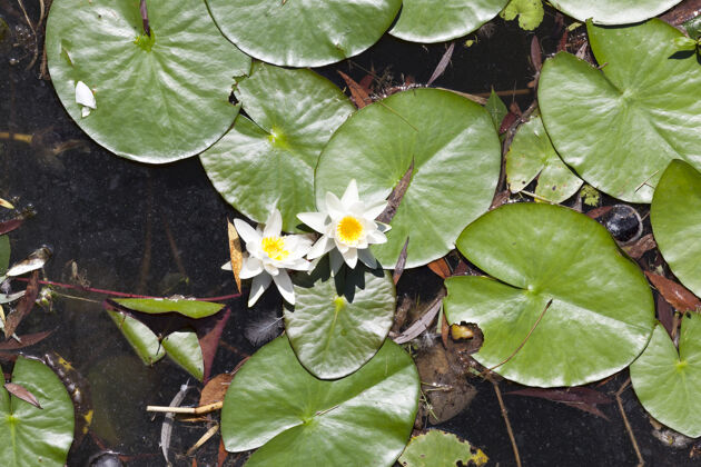 肮脏肮脏的积水与绿色的叶子和开花的白色睡莲 特写在顶部藤莲花路径