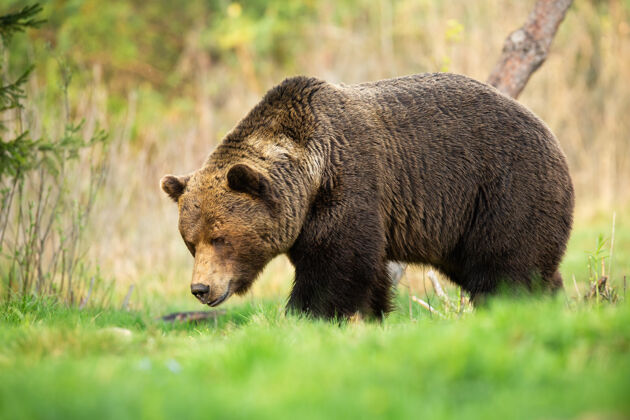 向下大棕熊公熊低头嗅着穿过春天的草地草地散步熊